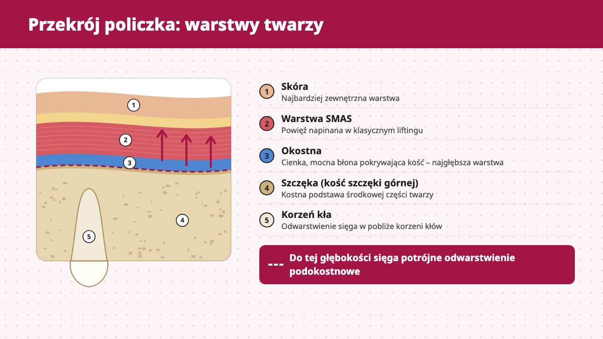 Przekrój policzka ze skórą, warstwą SMAS, okostną, szczęką i korzeniem kła